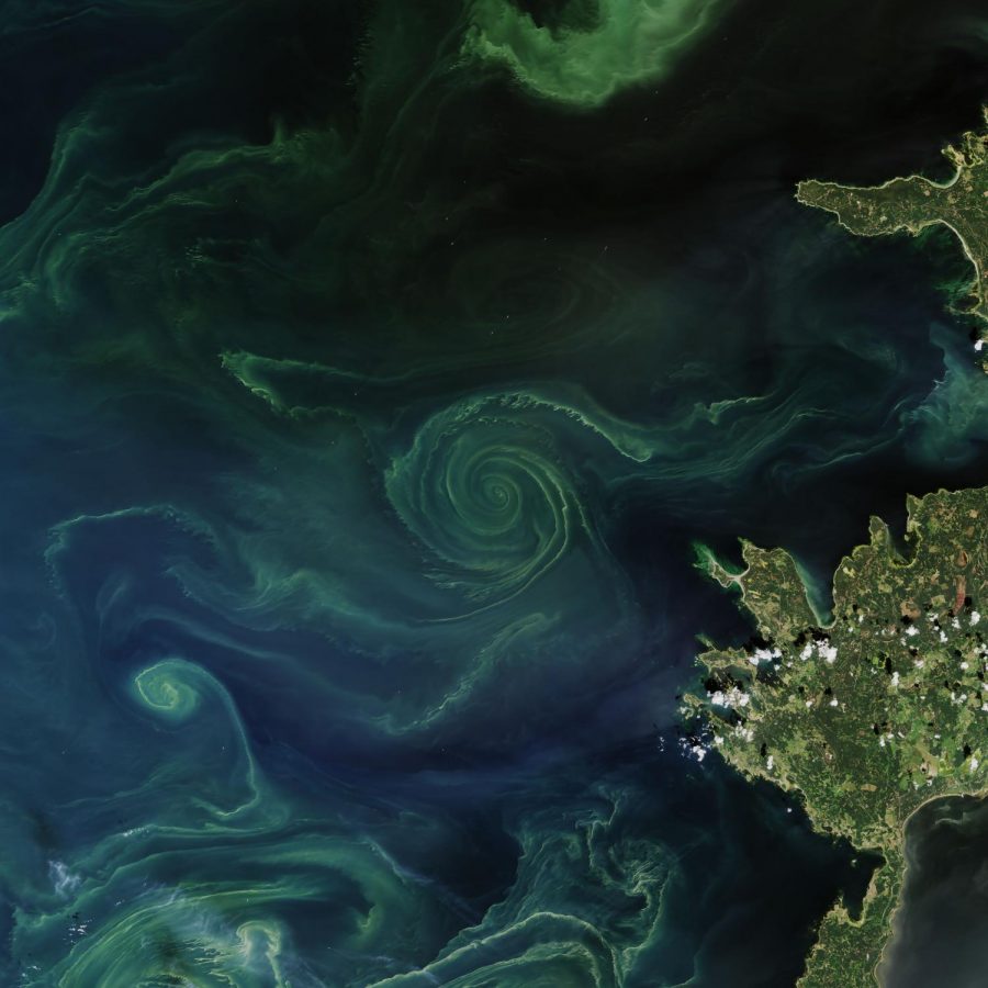 On July 18, 2018, the Operational Land Imager (OLI) on Landsat 8 acquired a natural-color image of a swirling green phytoplankton bloom in the Gulf of Finland, a section of the Baltic Sea. Note how the phytoplankton trace the edges of a vortex; it is possible that this ocean eddy is pumping up nutrients from the depths.

Every summer, phytoplankton spread across the northern basins of the North Atlantic and Arctic Oceans, with blooms spanning hundreds and sometimes thousands of miles. Nutrient-rich, cooler waters tend to promote more growth among marine plants and phytoplankton than is found in tropical waters. Blooms in summer 2018 off Scandinavia seem to be particularly intense.