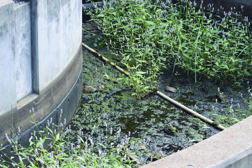 Photo of the pond, capturing the drought, and lack of care for pond.