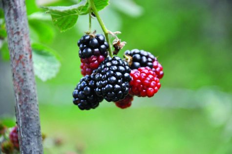 Mulberry bush. The nursery rhyme is about everyday habits, and many may want to make panicking about college an everyday habit as well. Image courtesy of Pixabay.